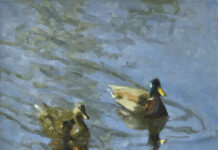 oil painting of 2 ducks swimming